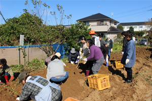 芋堀作業